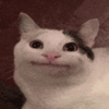 beluga-cat.png