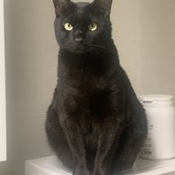 Boddah