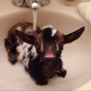 MoistGoat