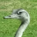 an_unidentified_emu