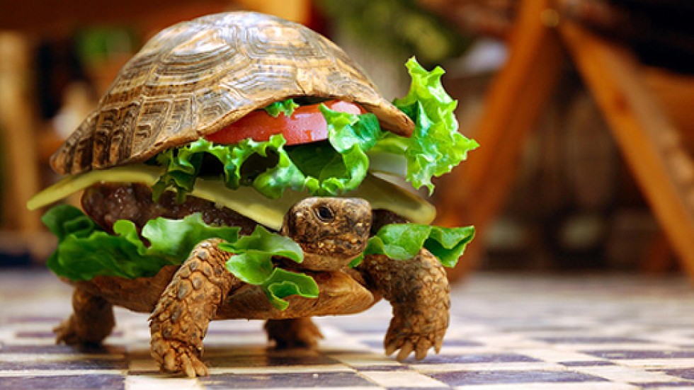 turtle-burger-l.jpg